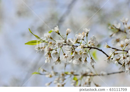 盛開霧社櫻在台灣觀霧雪霸國家公園 63111709