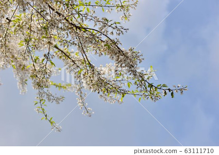 盛開霧社櫻在台灣觀霧雪霸國家公園 63111710