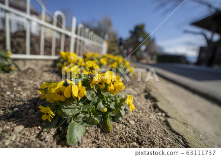 Pansy in the flower bed 63111737