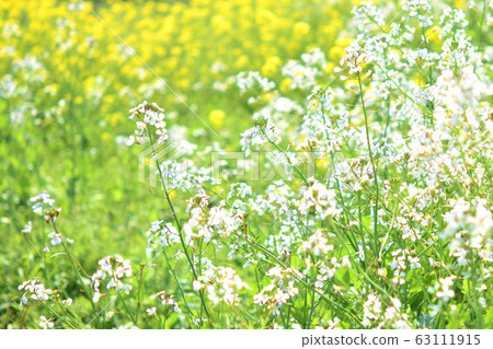 Rape, radish flower, rape field, flower field, spring, material, background Rape, radish flower, rape field, flower field, spring, material, background 63111915