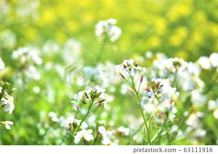 Rape, radish flower, rape field, flower field, spring, material, background 63111916