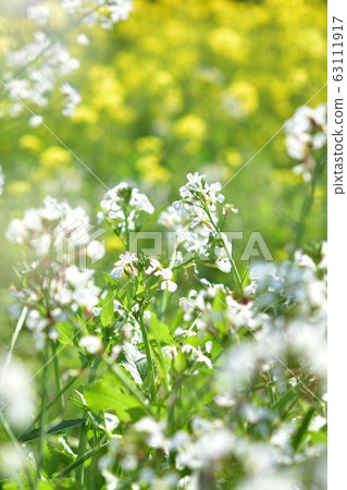 Rape, radish flower, rape field, flower field, spring, material, background Rape, radish flower, rape field, flower field, spring, material, background 63111917