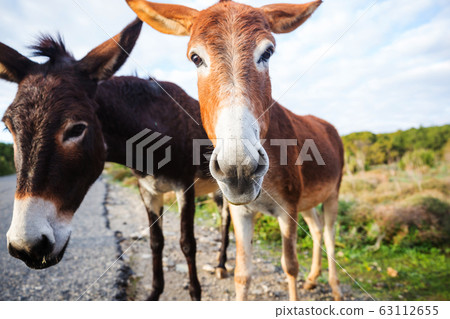 Wild donkey Wild donkey 63112655