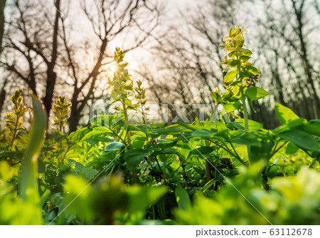 Spring forest Spring forest 63112678