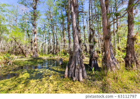 Forest in Florida Forest in Florida 63112797