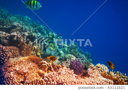 Coral reef Coral reef 63112821