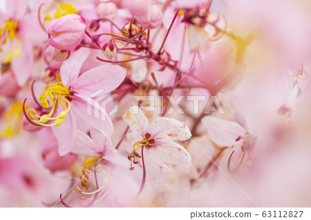 Blossoming cassia 63112827