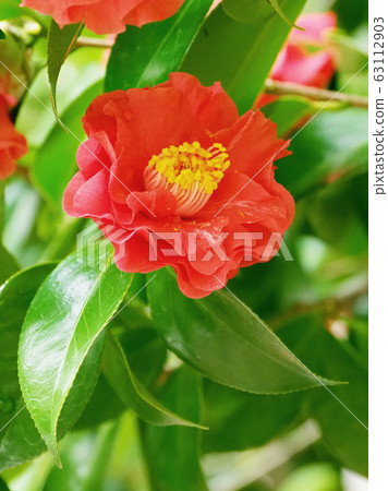 Beautiful camellia (natural texture) 63112903