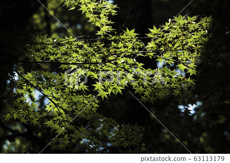 Fresh green 63113179