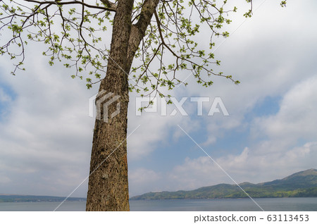 山中湖在春天 63113453