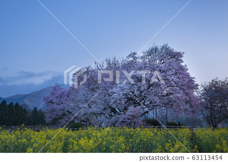 A cherry tree in one row 63113454