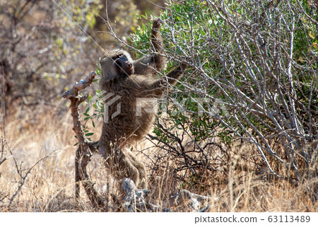 Young olive baboon in Masai Mara National Park of 63113489