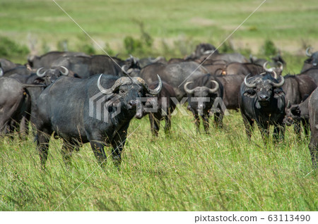 African Buffalo, Cyncerus cafer, standing on grass 63113490