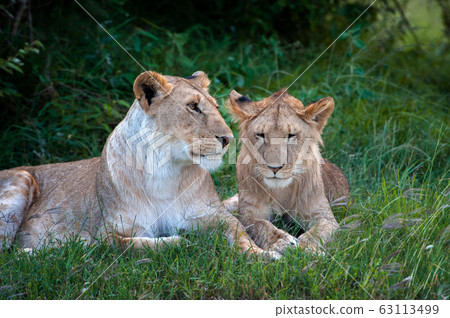 Two Lions in the grass of the National park of Two Lions in the grass of the National park of 63113499