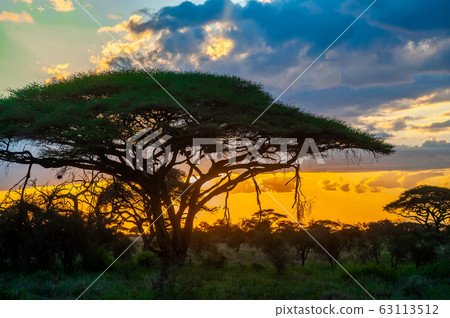 Sunrises in Amboseli National Park, Kenya Sunrises in Amboseli National Park, Kenya 63113512