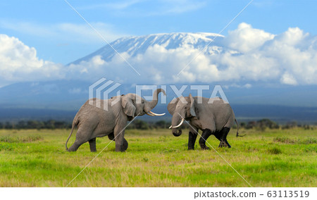 Elephant with a snow covered Mount Kilimanjaro in 63113519