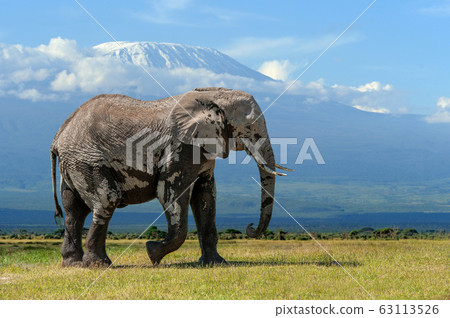 Elephant with a snow covered Mount Kilimanjaro in Elephant with a snow covered Mount Kilimanjaro in 63113526