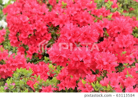 Beautiful Kurume azalea Beautiful Kurume azalea 63113584