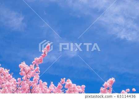 Japanese scenery "Kozu Sakura" 63114436