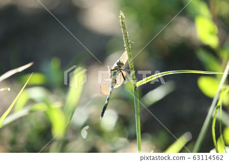 Dragonfly that fits in grass Dragonfly that fits in grass 63114562