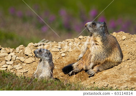 Two alpine marmots sitting near burrow and observing. Two alpine marmots sitting near burrow and observing. 63114814