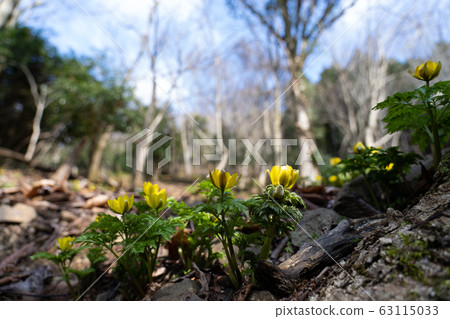 Fukujusou in the forest 63115033