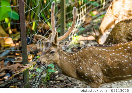 Sambar deer (Cervus unicolor equinis) 63115066