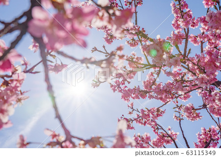 日本風景“Kozu Sakura” 63115349