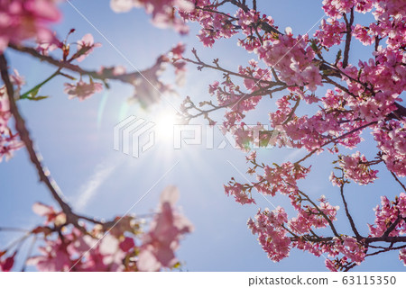 日本風景“Kozu Sakura” 63115350