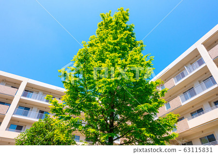 Metasequoia's fresh greenery and newly built apartments 63115831