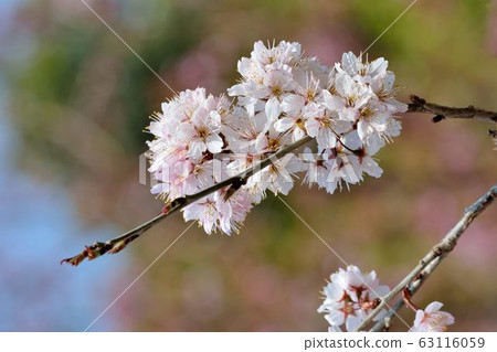 盛開櫻桃花在新竹,台灣 63116059