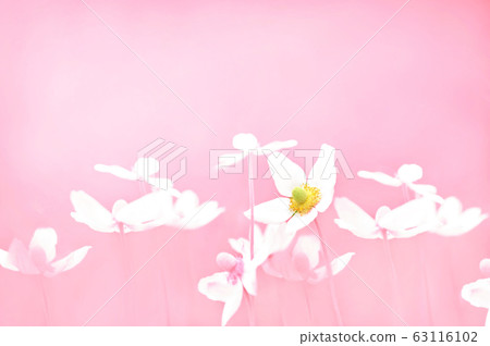 Spring blossoming anemone flowers in pink shiny meadow background (anemone sylvestris/snowdrop anemone), selective focus, toned Spring blossoming anemone flowers in pink shiny meadow background (anemone sylvestris/snowdrop anemone), selective focus, toned 63116102