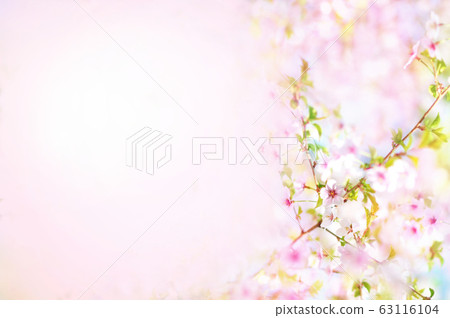 Spring cherry blossom, springtime pink flowers bloom, pastel and soft floral card, selective focus, shallow DOF, toned Spring cherry blossom, springtime pink flowers bloom, pastel and soft floral card, selective focus, shallow DOF, toned 63116104