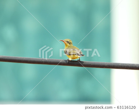 Baby Bird in my garden Baby Bird in my garden 63116120