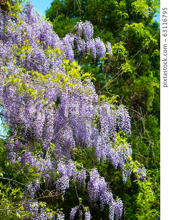 Wisteria flowers Wisteria flowers 63116795
