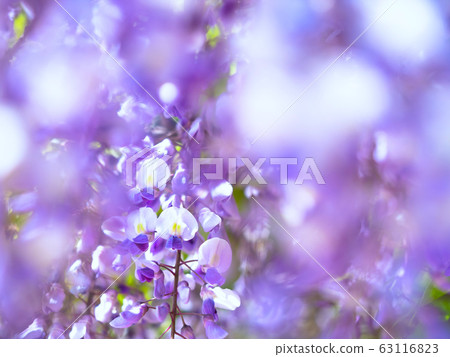 紫藤花 紫藤花 63116823
