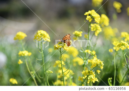 Kitatteha和油菜花 Kitatteha和油菜花 63116956