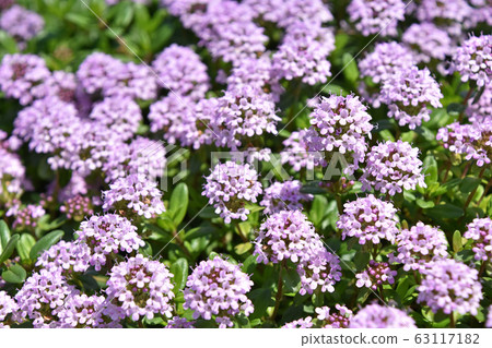 時間·Rongukaulis 63117182