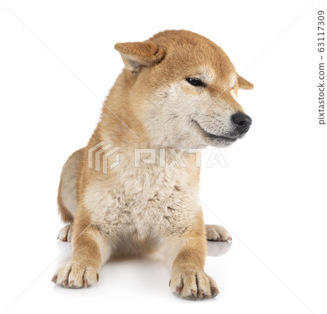 shiba inu in studio shiba inu in studio 63117309