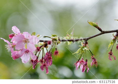 Blooming Hejin Sakura Cherry Blossoms in Hsinchu, Taiwan. Blooming Hejin Sakura Cherry Blossoms in Hsinchu, Taiwan. 63117516