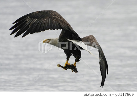 白頭鷹 63117669