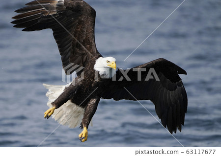白頭鷹 63117677