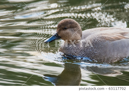 shelduck,銀行酒吧,不列顛哥倫比亞省,加拿大的特寫 shelduck,銀行酒吧,不列顛哥倫比亞省,加拿大的特寫 63117702