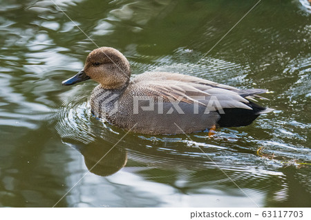shelduck,銀行酒吧,不列顛哥倫比亞省,加拿大的特寫 shelduck,銀行酒吧,不列顛哥倫比亞省,加拿大的特寫 63117703