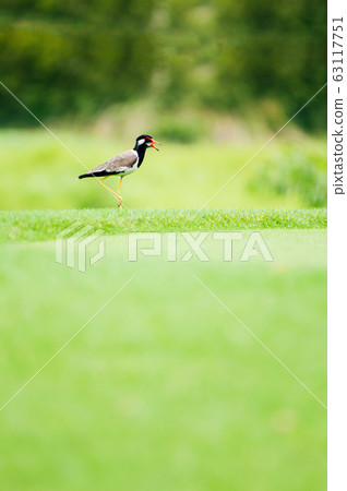 Red wattled Lapwing bird standing on green lawn 63117751