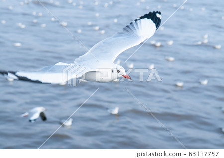 Flock of Seagull birds flying over peaceful sea at Bang Pu - Thailand 63117757