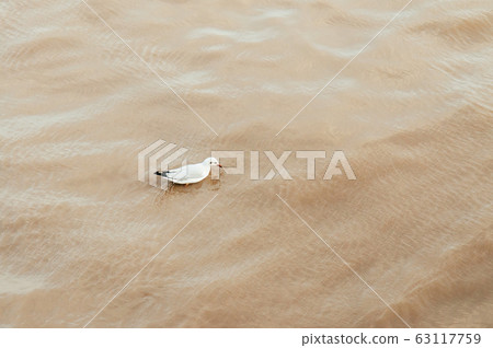 Seagull bird floating on sea surface at Bang Pu, Thailand Seagull bird floating on sea surface at Bang Pu, Thailand 63117759