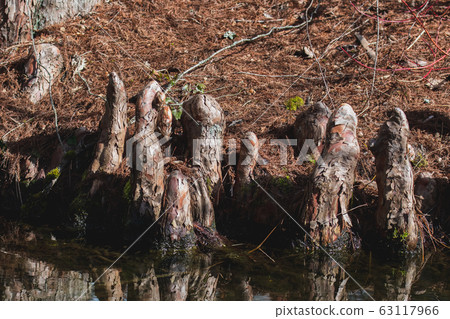 生長在濕地上的Rakusho，加拿大不列顛哥倫比亞省的Bank Bar 63117966