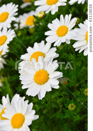 花園 花園 63118038