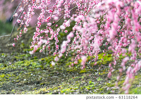 Weeping plum in the light Weeping plum in the light 63118264